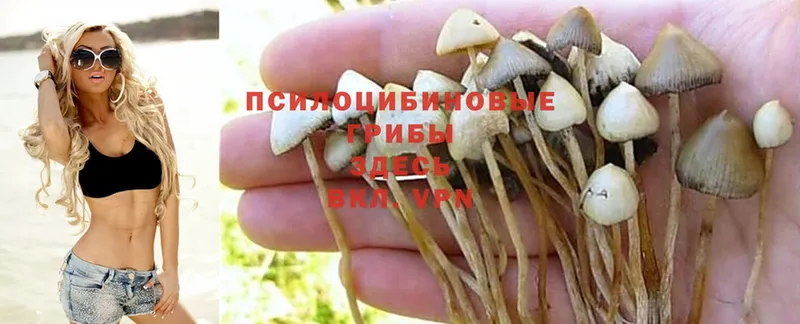 Псилоцибиновые грибы Psilocybine cubensis  Барнаул 